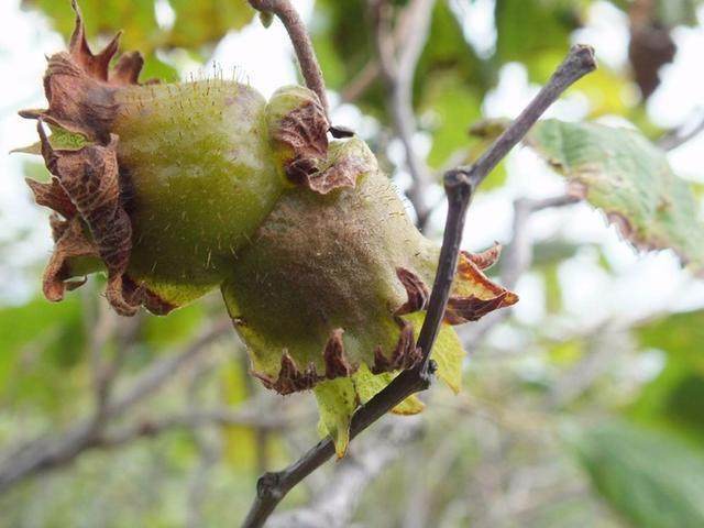 农村|几种农村的食物,你认识吗没见过的肯定不是农村人!