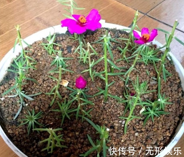 4种花“随手”掐根枝,插土里就活,7天生根,立夏花开爆满盆!