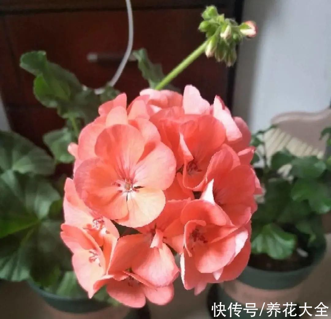 橡皮树|养花就怕乱浇水,越浇死得越快,赶紧住手