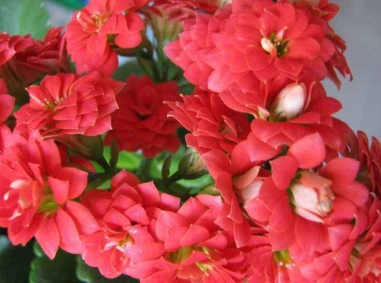 懒人养花,不养这款“不死花”,不用费心打理,花开繁盛惹人爱