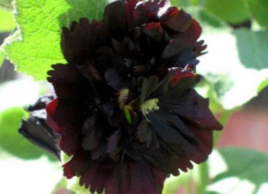 花型|想养花不妨选“它”不但颜色“奇特”还开花硕大,养上值了