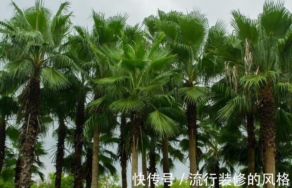 金钗石斛|什么花才是高大上，什么植物才是值钱货，大部分人都看错了