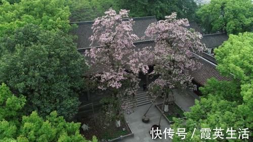 东岳庙|整修一新的东岳庙里，两棵500多年古楸树开花了