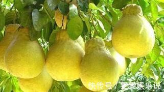 空腹血糖|糖尿病最怕6类水果,每天换着吃,平稳血糖止咳润肺,早知早受益