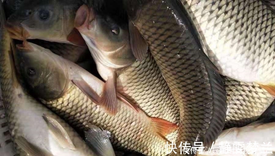 垂钓|鲤鱼好钓有诀窍,按我说的做,不信鱼获不够好
