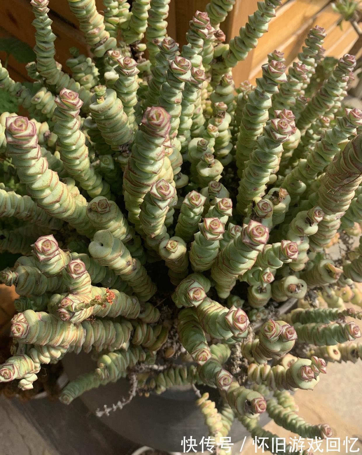 长成八爪鱼的多肉钱串,很好养,种到盆里就能长,就是没状态