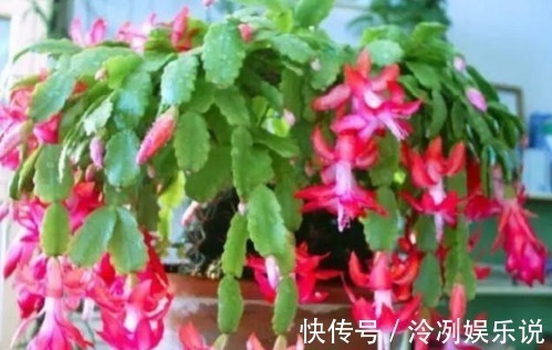 蚯蚓|“1种料”用来养花,不烂根、不黄叶,比啥肥都好,养啥花都旺!