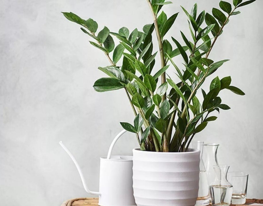 喜欢养花,就养几种寓意好的植物,送礼家养两不误