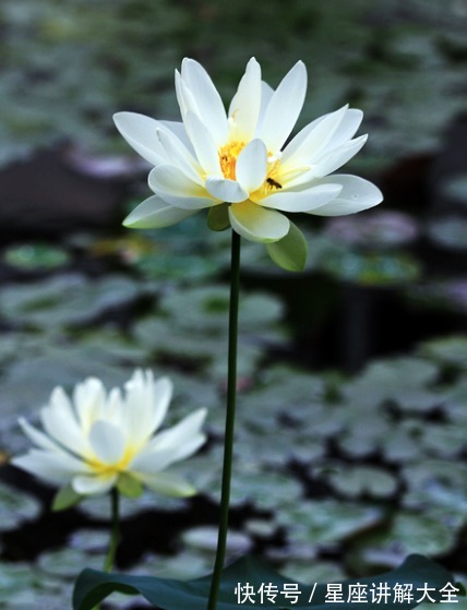 桃花|9月上旬，吉星照耀，4属相桃花旺盛，生意兴隆，未来福气满满