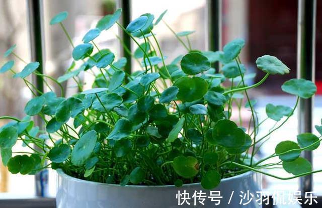 3种花与月季不同，长出“花苞”马上剪，要不颜值低