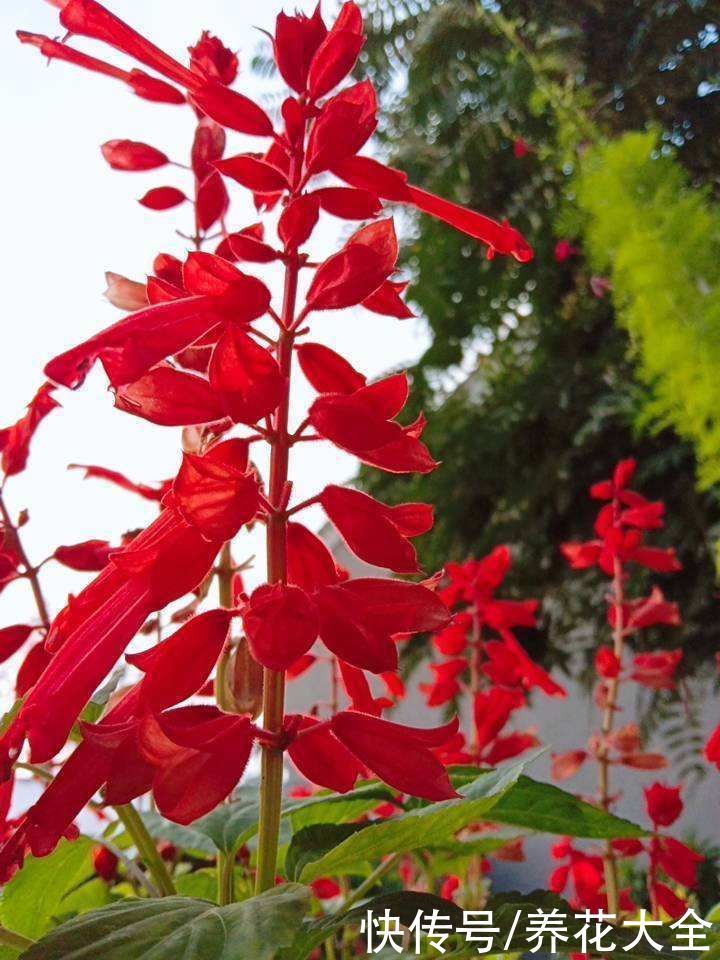 这5种花特别不怕晒，夏天里，养花杀手的福音