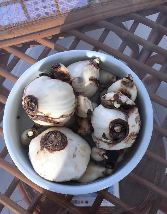 火爆|水仙花在冬天很火爆,盆里倒点水,种球放水里,花瓣开到春节