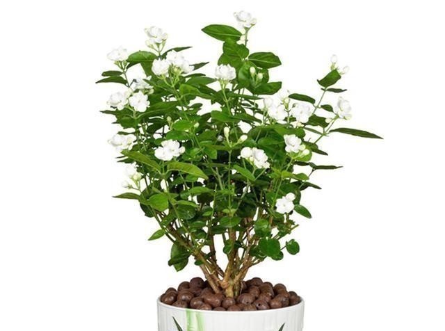 五种花|五种花就要勤修剪,越剪开花越多、越茂盛,要不花量少又难看