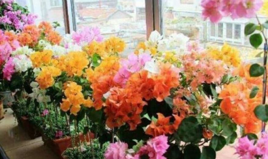 “3种花” 最适合懒人养,越不管长得越旺,管的勤快黄叶又烂根!