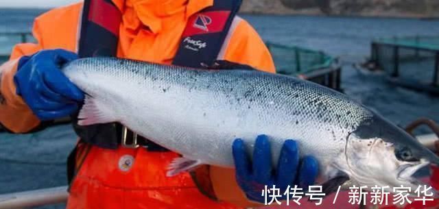 决明子|天然的“降脂”食物,每天吃一点,清血管,越吃血脂越稳