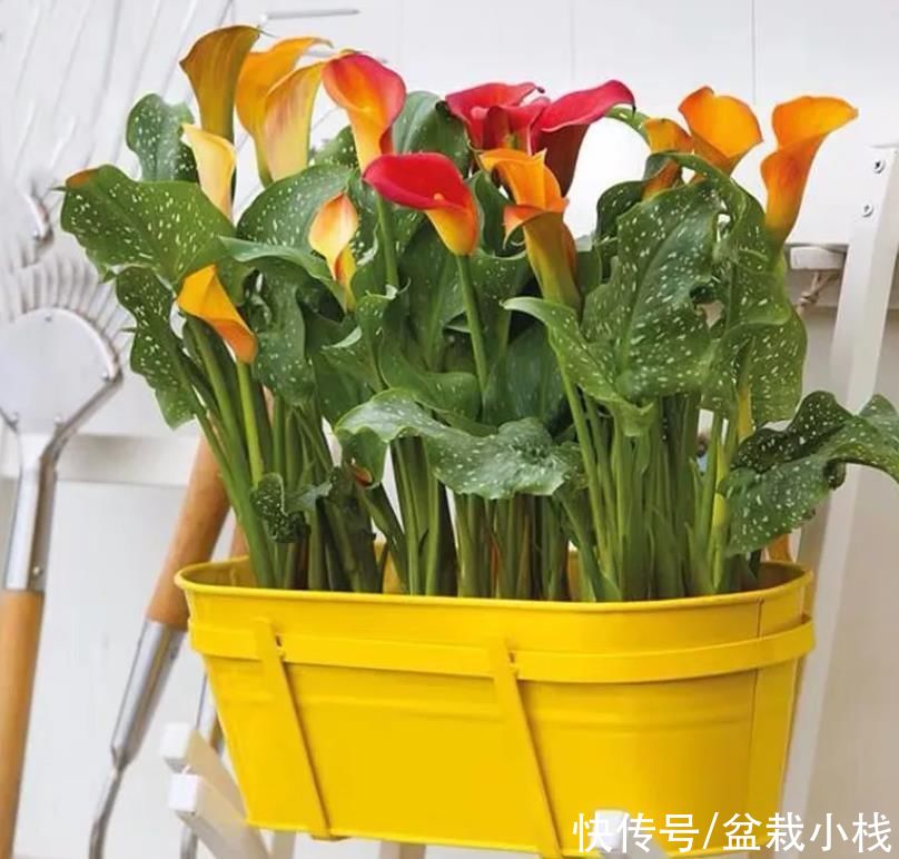  芳香|爱生活的人，家里在养4种花，鲜艳美丽芳香怡人