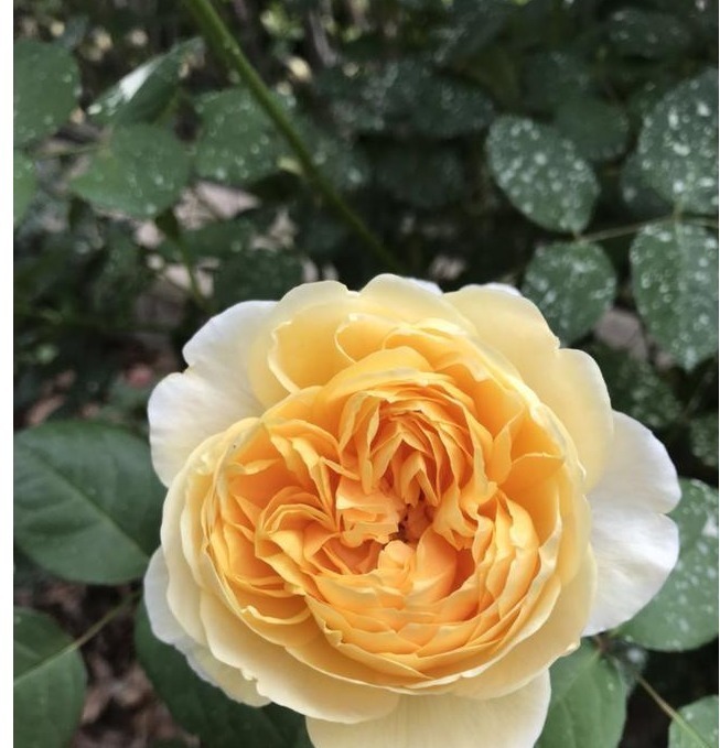 养花当然希望一直开花,以下这些花是可以全年开花的呢。