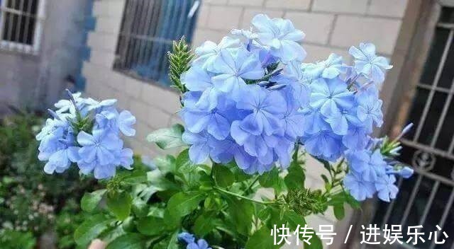 喷洒|怪不得老花农养花都喜欢用米醋,看了5大神奇功效,彻底被折服了