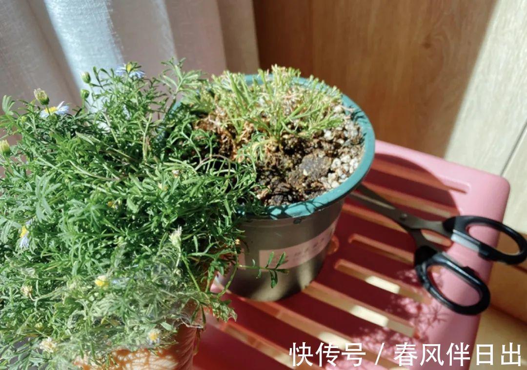 施肥|8种花赶紧剃头,剃得越狠,开花越多