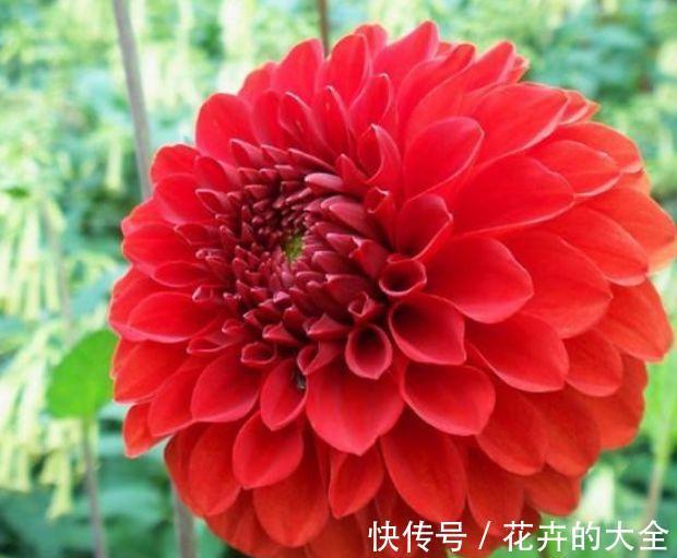 花中西施|农历8月7日起，养花试试这几款，花开美艳绝伦，阳台变花园