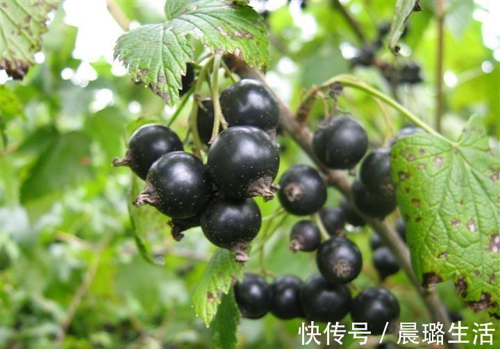 食物|超市常见的3种食物，祛斑养颜，延缓衰老，身体棒棒哒！