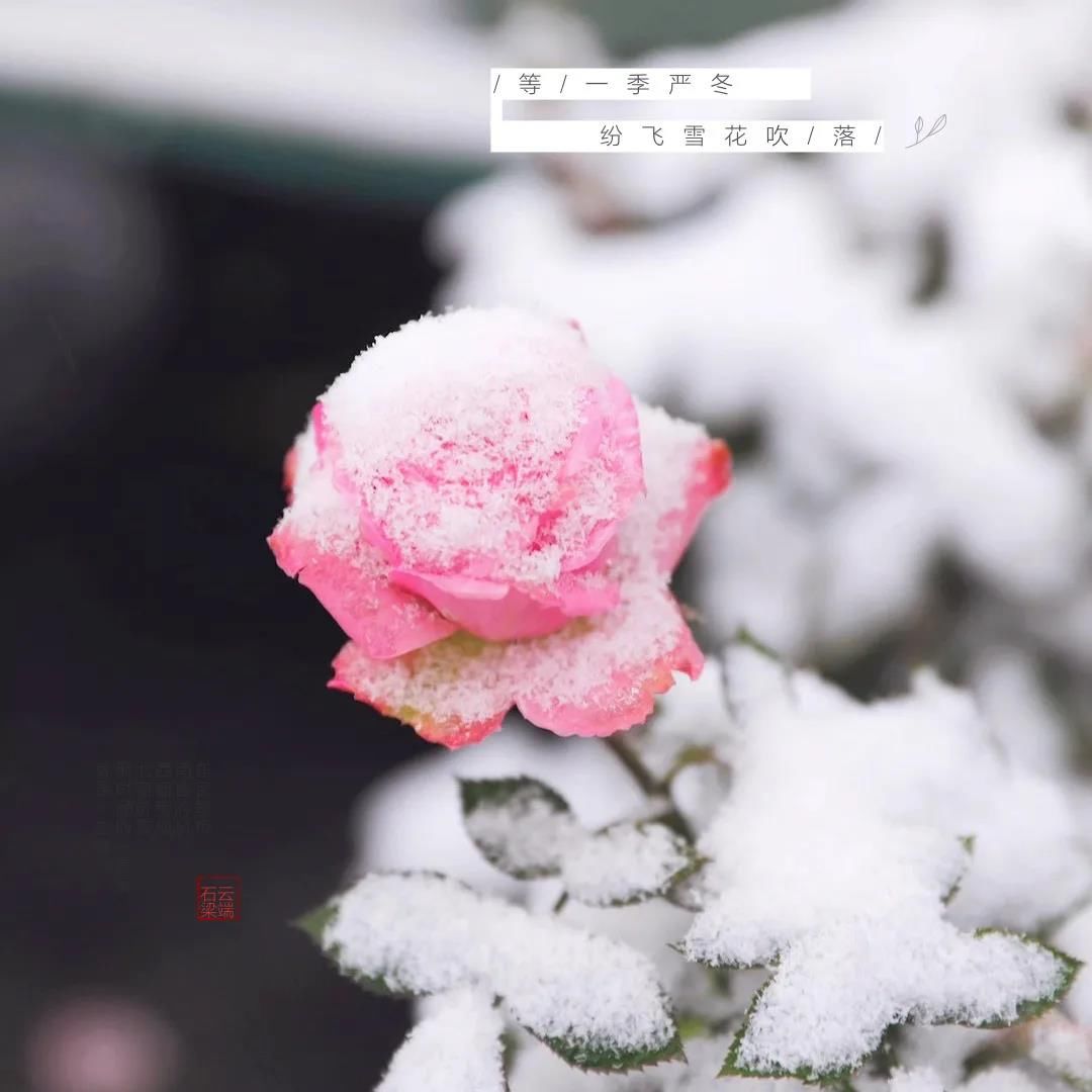 石梁美|一场初雪，天台石梁美成了画中仙~