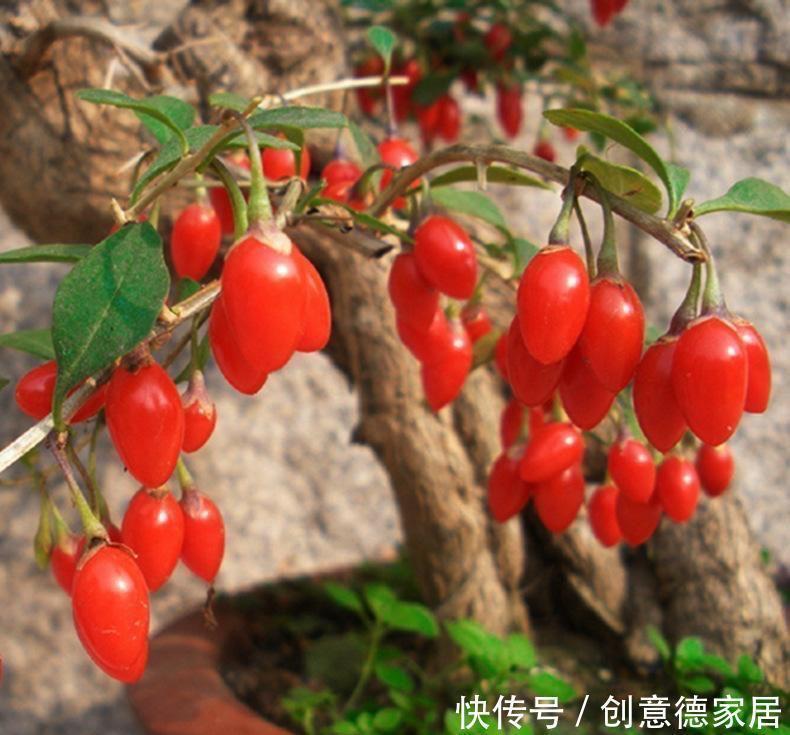 冬天养“几种”盆景，很耐寒冻不伤，造型好看果子也漂亮