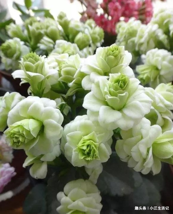 枯黄|养长寿花,牢记“4要点”,叶子翠绿花期长,开花开“爆盆”