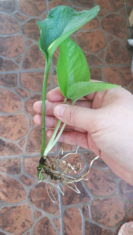 满盆|养花就得学会“捂”,用塑料袋捂一捂,冒出满盆花苞