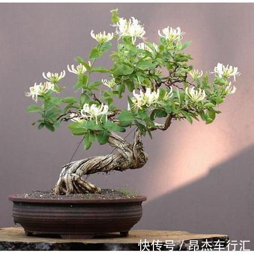 养花要学老中医，选5种花养家里能“养人”，都有多种功效