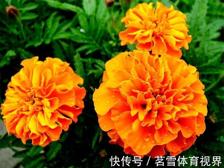 春节过后养几款艳丽的花卉,长势旺盛开花美,花朵蹭蹭地冒
