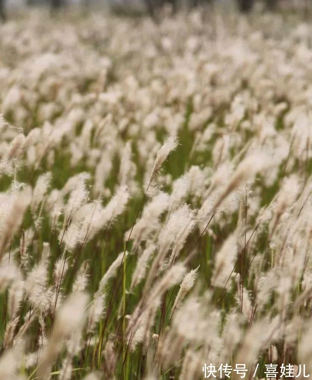 下联@野渡征联:月荡荻花登柳岸,征对下联