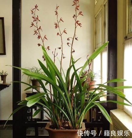 养花|“红砖”养花有这3大效果,在兰花盆底铺上一层,养一盆旺一盆!