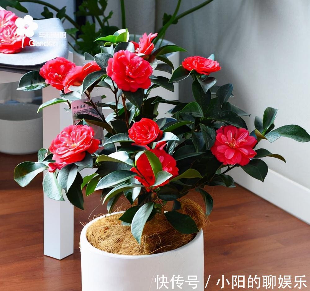 “寿命长”的11种花，好养寓意好，越养越值钱