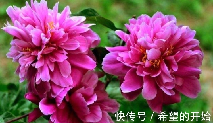 好养易爆盆的漂亮花卉，养在家里繁花似锦，对待新手很友好