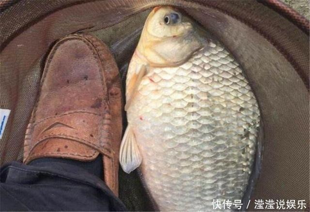 钓鱼|夏季钓鱼不用愁,只需玉米配小麦,野钓鲤鱼草鱼鲫鱼有奇效!