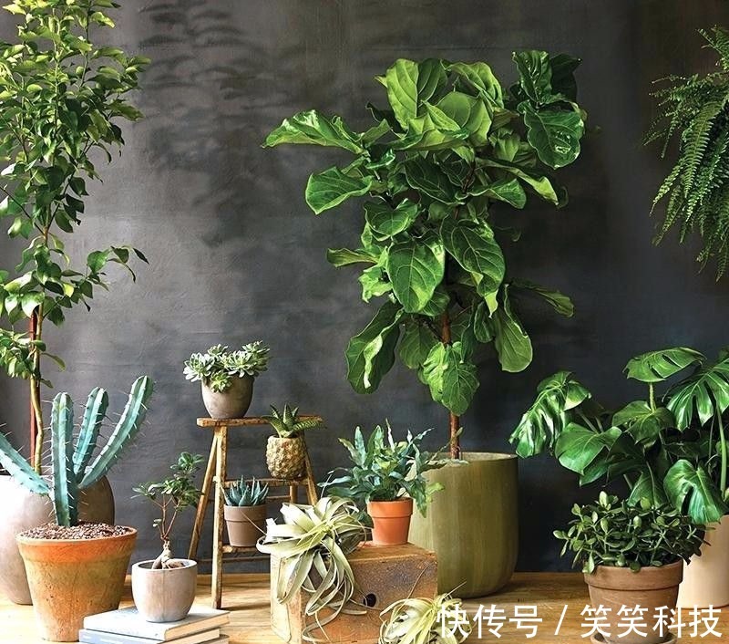 盆栽|养花10多年总结的室内养花技巧,让新手也能养好花,避免叶黄