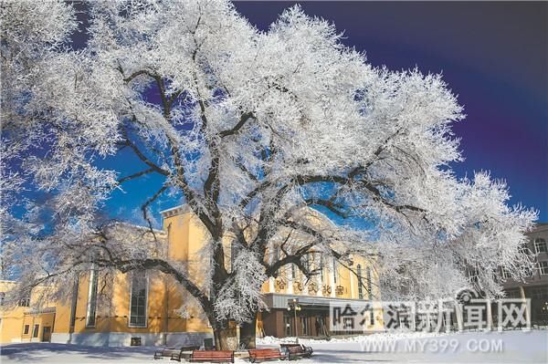 冰城|雾凇美景 频现冰城