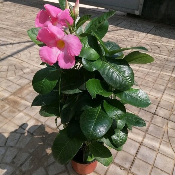 叶片|这花一开就是大半年,枝条沾土就活,种阳台长成花帘子!