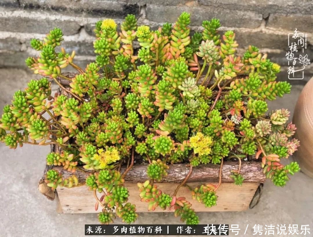 多肉遇上枯木木花盆,姑娘自己造!