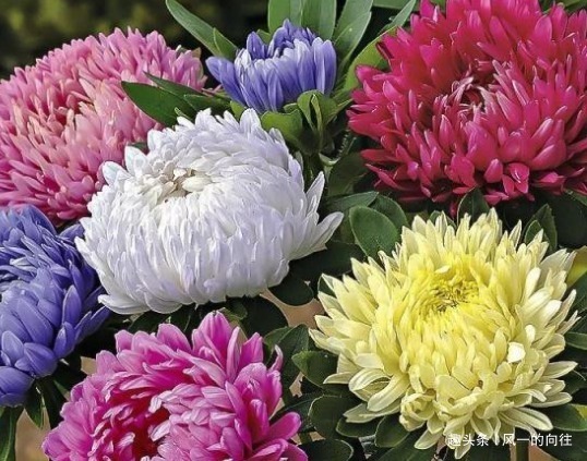 新手养花就养这3种，既便宜又好养，施点肥浇点水轻松爆满盆