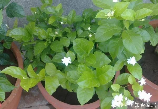 养护|3种花,一开就是一夏天,花苞一个挨着一个贼漂亮