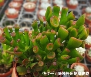 多肉|此款多肉植物,招财又好看,养成老桩盆景,谁见了都夸美!