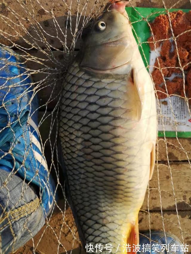 小鲤鱼|秋季野钓鲤鱼攻略，活跃度高吃口狂，新手也能狂拉