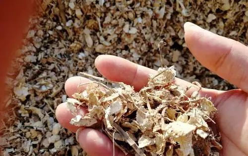 清液|君子兰长势差,都怪盆底没有养花肥,两种料加进去呼呼长新叶开花