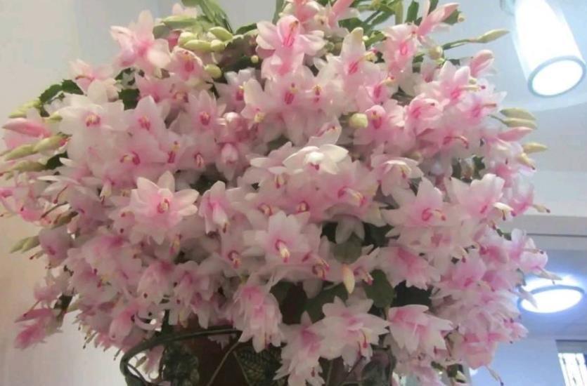 家里有个小窗台,摆上一种漂亮花,好养好看能开整个冬