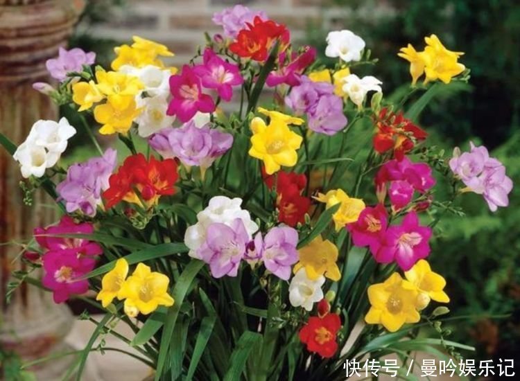 “4种花”漂亮又好养,四季花开不断,香飘溢满屋,阳台变花园