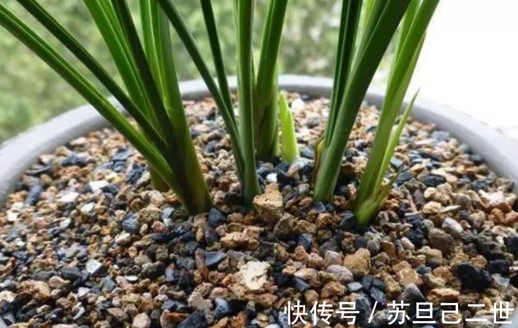 兰花养不好,植料没用对,用上4种小东西,长势茂盛