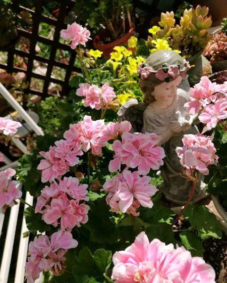 养花技巧:大冬天,她家的小院开满200盆花,全家人过年围着看!