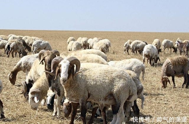 穆斯林为什么不吃猪肉? 原来是在中东形成的